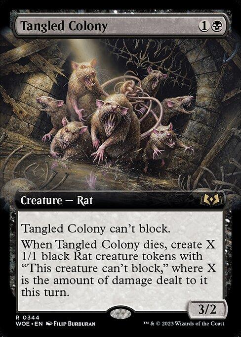 Tangled Colony